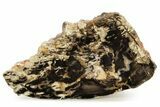 Cretaceous Petrified Wood (Aruacaria) Section - Australia #255776-1